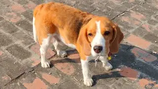 baby and dogs cute and funny dog videos December Friday 12 2025