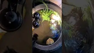 rare Indian spotted pond turtles (Geoclemys hamiltonii) at Ragan reefs and reptiles