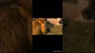 Funny Lion