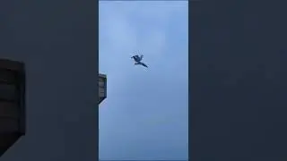lazy bird/ленивая птичка