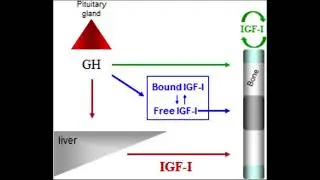 Growth Hormone & IGF-1 Release