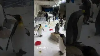 Penguins in Australia #australia #penguin #melbourne #victoria #travelvlog #wildlife #travel