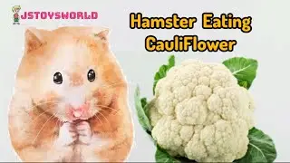 Hamster Eating Cauliflower| Hamster Video forKids | Hamster Funny Video | Hamsters | JS Toys World