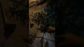 Removendo aipim manteiga com apenas 6 meses de plantio! Mais de 10kg de raiz! #plantas #aipim