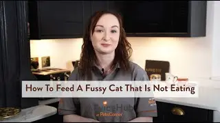 How to Feed a Fussy Cat That Is Not Eating
