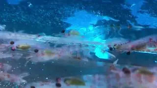 Antarctic Krill Gone Wild!!