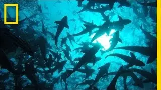 Onward: Visit the World's Largest Open-Ocean Fish Farm | National Geographic