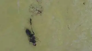 Courageous ant