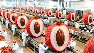 Inside the Modern Lychee Factory: The Massive Scale of Global Fruit Manufacturing
