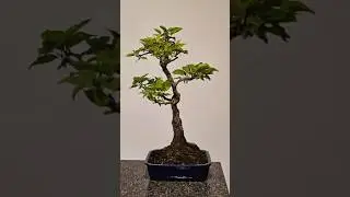 Quick prune on a wild peach (sold)🌺 #bonsai #fyp #howto #prune #shape
