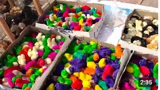 Day old chicks care colourful chick care Vlogs video amazing video colourful chick business