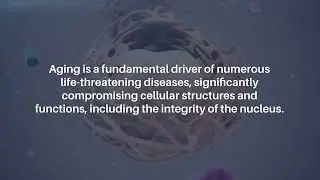 Nuclear Lipid Droplets: Key Regulators of Aging and Nuclear Homeostasis | Aging-US