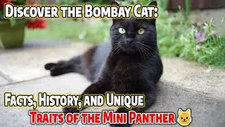Discover the Bombay Cat: Facts, History, and Unique Traits of the Mini Panther