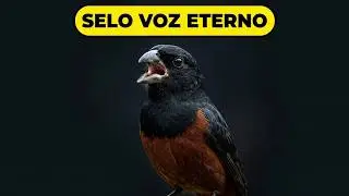 selo voz eterno sem repeticao, canto praia classico