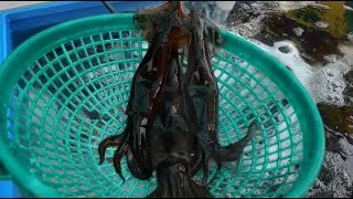 Amazing Squid Cutting Skill / Korean Street Food