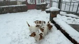JACKRUSSELL ÇETESİNİ KAR SOĞUNA BIRAKTIM 