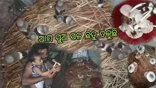ପାଳ ଛତୁ କେମିତି କରିବା ଛୋଟ ରେ #mushroom_farming