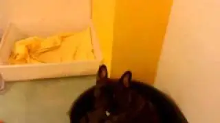 VIPdogs hunddagis