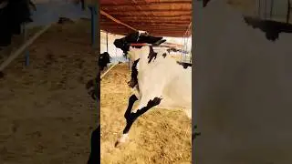 Karachi Cow Mandi - Malir Mandi - Multan Mandi - Bakra Mandi #shorts #cowvideos #cow @ARMaani7#bull