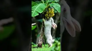 Adorable Bunny Eating Banana 🍌 #rabbit