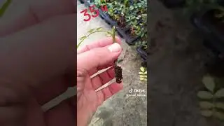 летне черенкование розы ферди