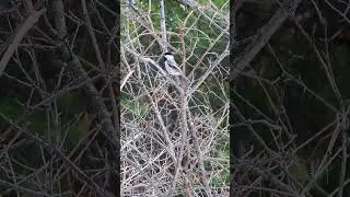 Black-capped Chickadee Call