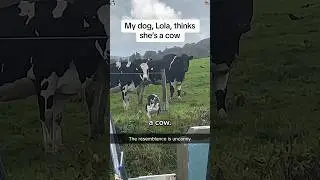 Funny cow #tattoo #tattooideas #tattooartist #funny #petsunited #funnyanimal #youtube #art