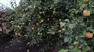 Harvesting Watermelon and Melon after a cold summer.  Tour of My Autumn Garden.