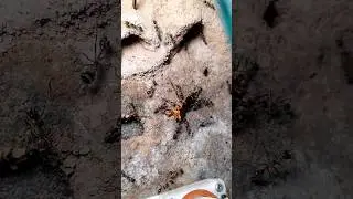 nourrissage Myrmecia nigrocincta#food #cafard #fourmis #ant #insects #nature #animals #linkofourmis
