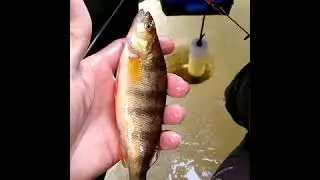 December 2019 ice fishing.