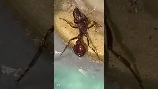 CAPTURA Reyna POGONOMYRMEX BISPINOSUS