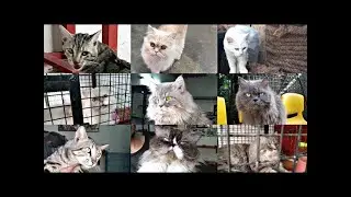 #persiankittenforsale #persiancats The Cat House|| Onboarding place in Bangalore|| Old Stock