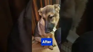 Dog gets stuck #oops #gonewrong #cantstoplaughing #funnydogs #dogsofyoutube #dog #germanshepherd