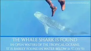 MEET THE WHALE SHARK