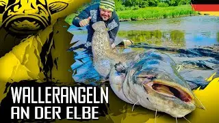 Wallerangeln an der Elbe | Techniken & Montagen | Welsangeln in Deutschland