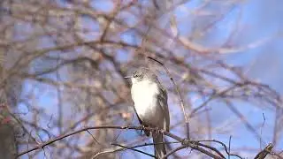 Northern Mockingbird Adjusting Position