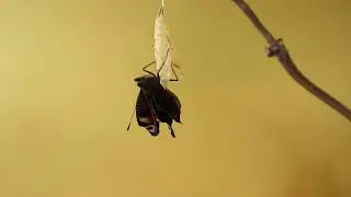 Vroege Vogels - Ontpoppende dagpauwoog
