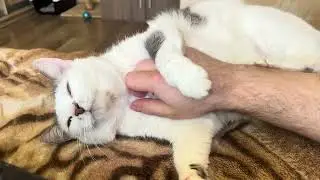 Relax with sweet and cute Cats. Cute Cat video for relaxation and good vibes. Funny Cat video 4K 