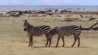 The Zebra Tango