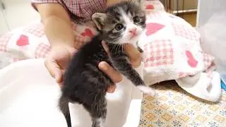 お尻を洗われる赤ちゃん子猫がカワイイ鳴き声でママにニャーニャー【赤ちゃん猫　保護猫】