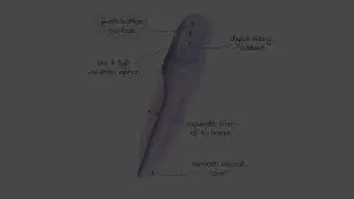 Intro to Milli's Features Video