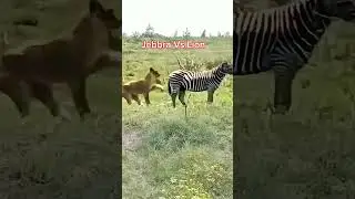 Jebbra vs lion #animals #wildlifeentertainment #wildanimals #animallife #funny #wildlife #lion