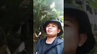 saung arsha #shorts #andichannel