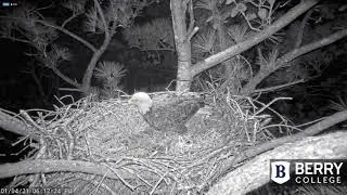 Berry Nest - Second Egg for the New Couple 1/4/21