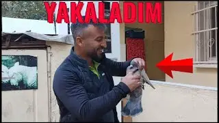 Bölük Kaçak Güvercin Getirdi ( Yakaladım )