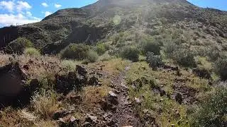 Pear Cactus Crash