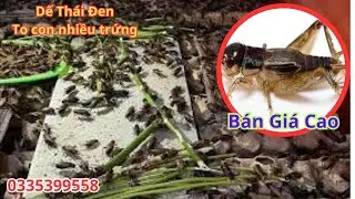 Dế Thái Đen to con nhiều trứng bán giá cao