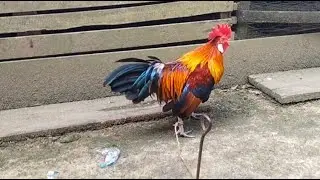Pikat ayam hutan proses penyulaman bulu 