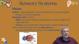 Sensory Systems
