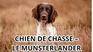 CHIEN DE CHASSE LE MUNSTERLANDER